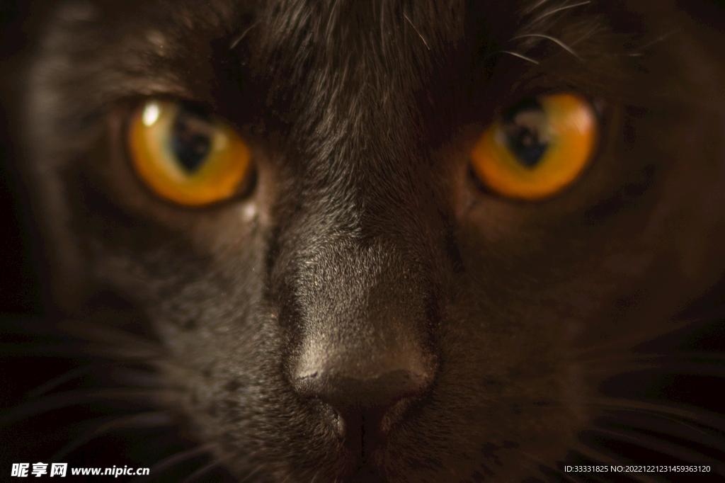 猫