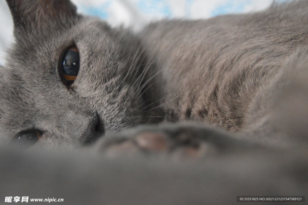 猫