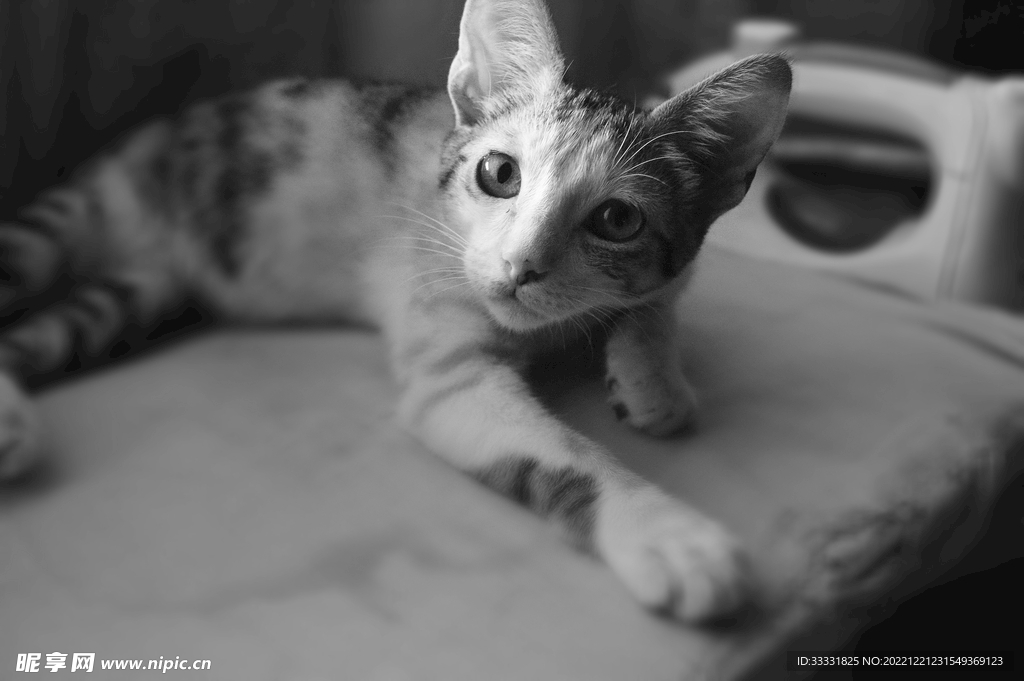猫