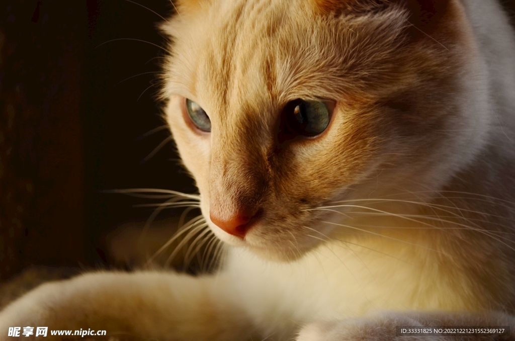 猫