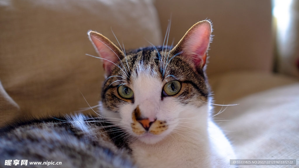 猫
