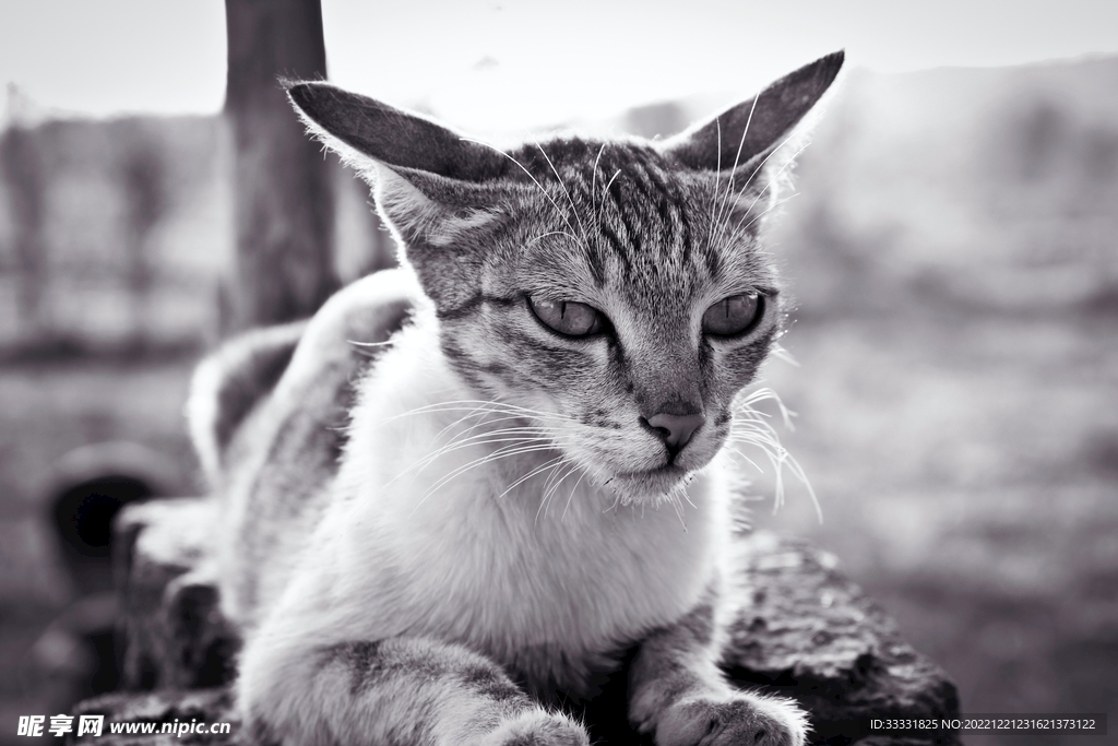 猫