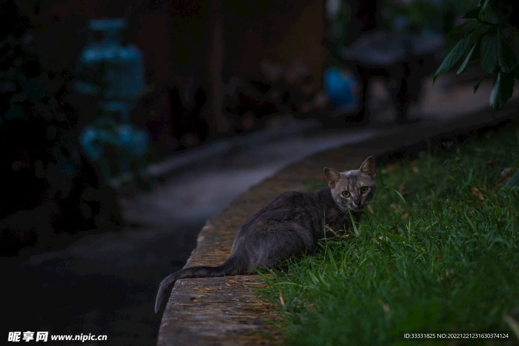 猫