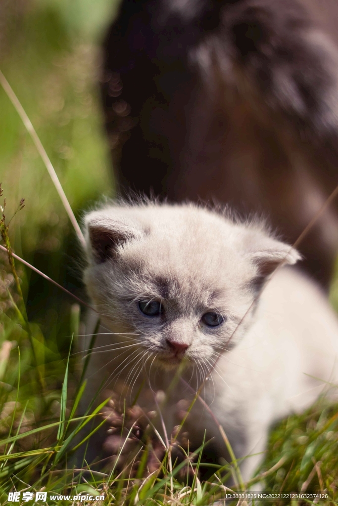 猫