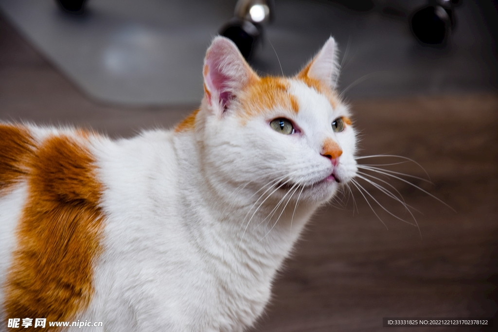 猫