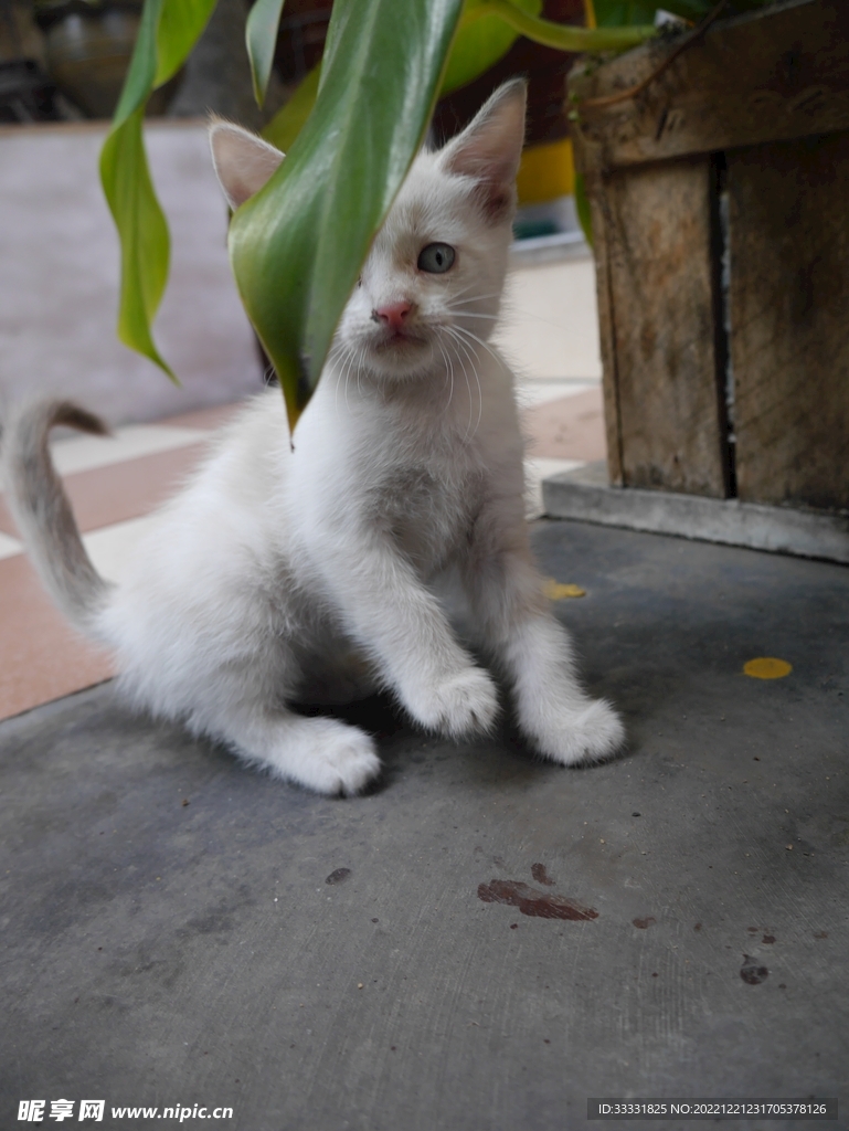 猫