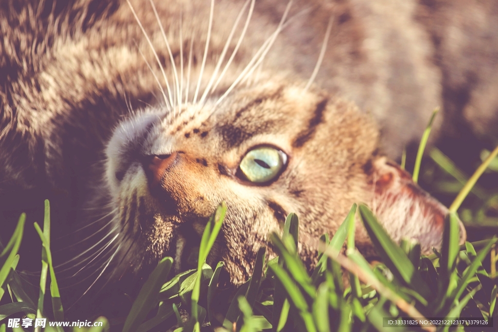 猫