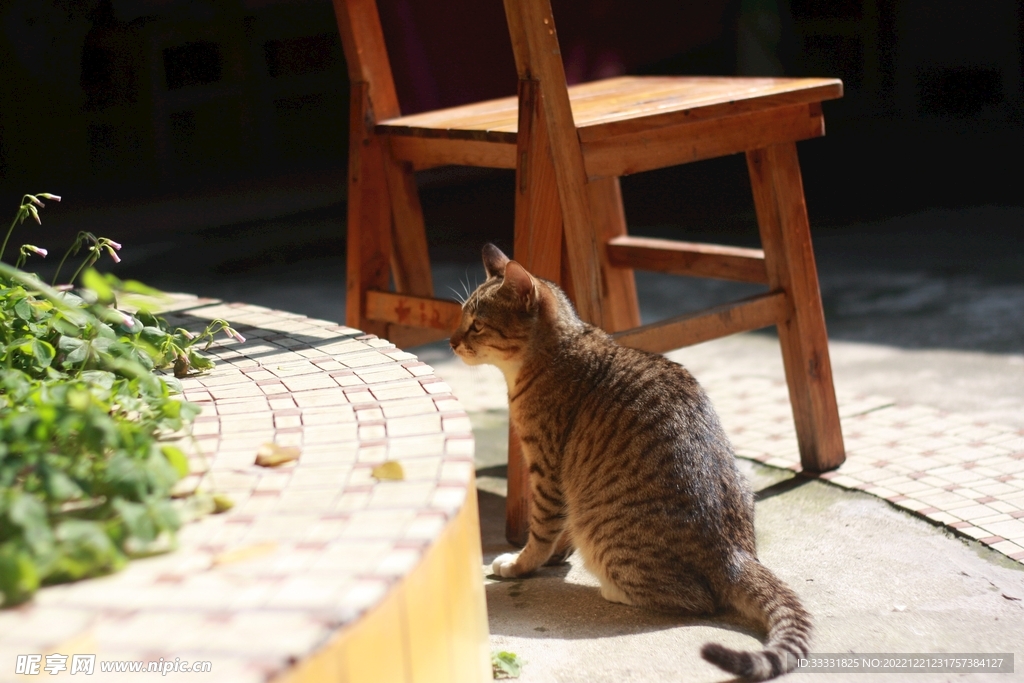 猫