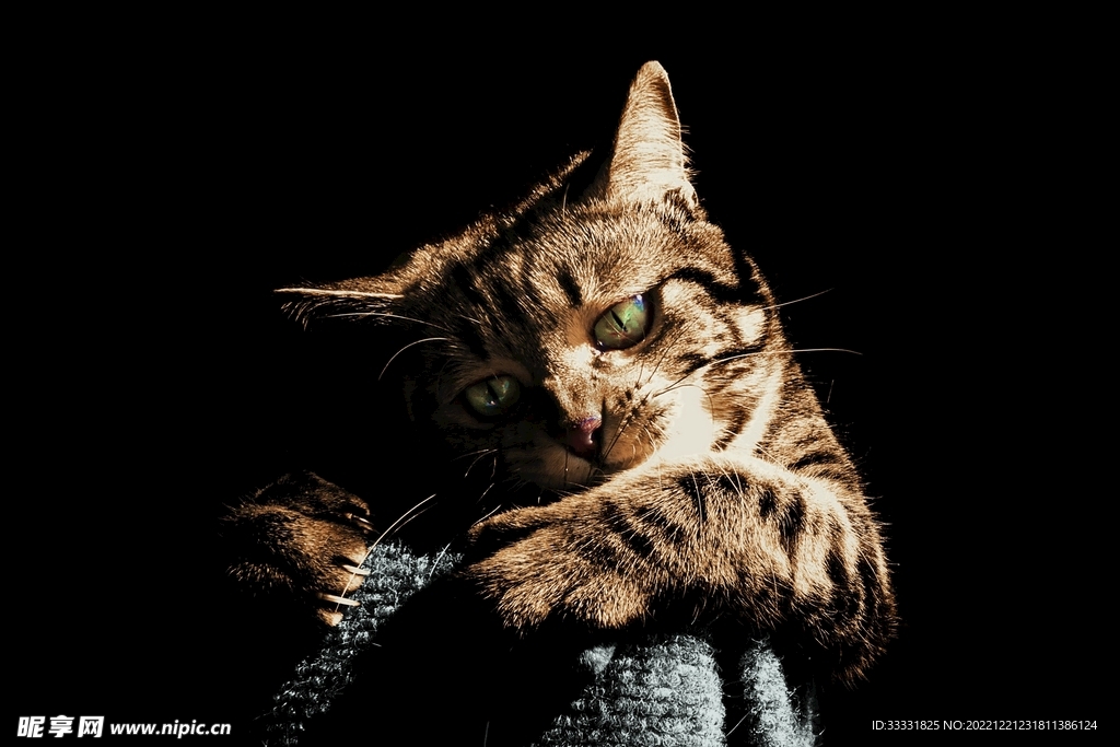 猫