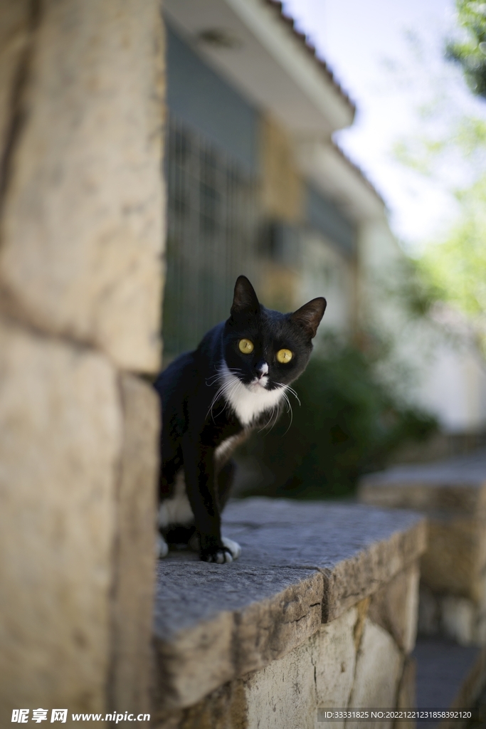 猫