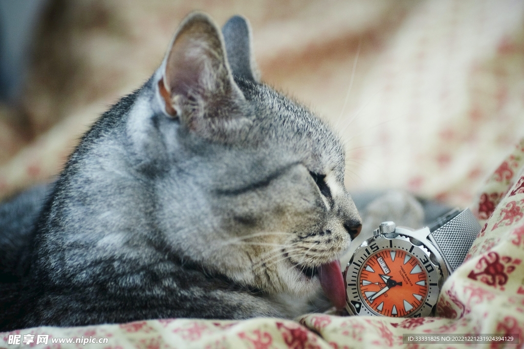 猫