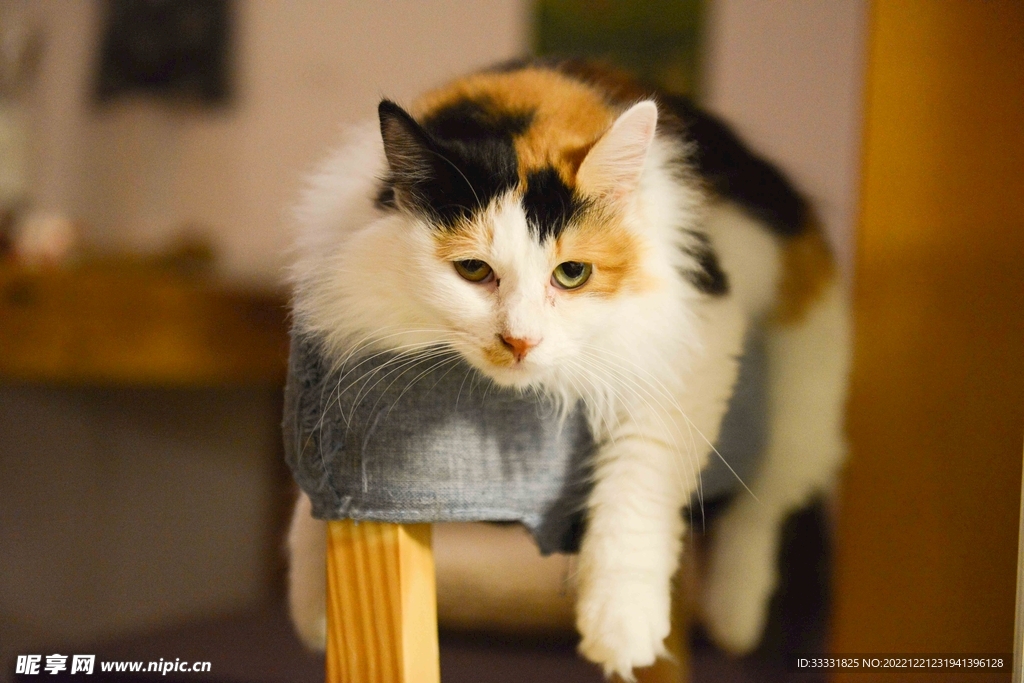 猫
