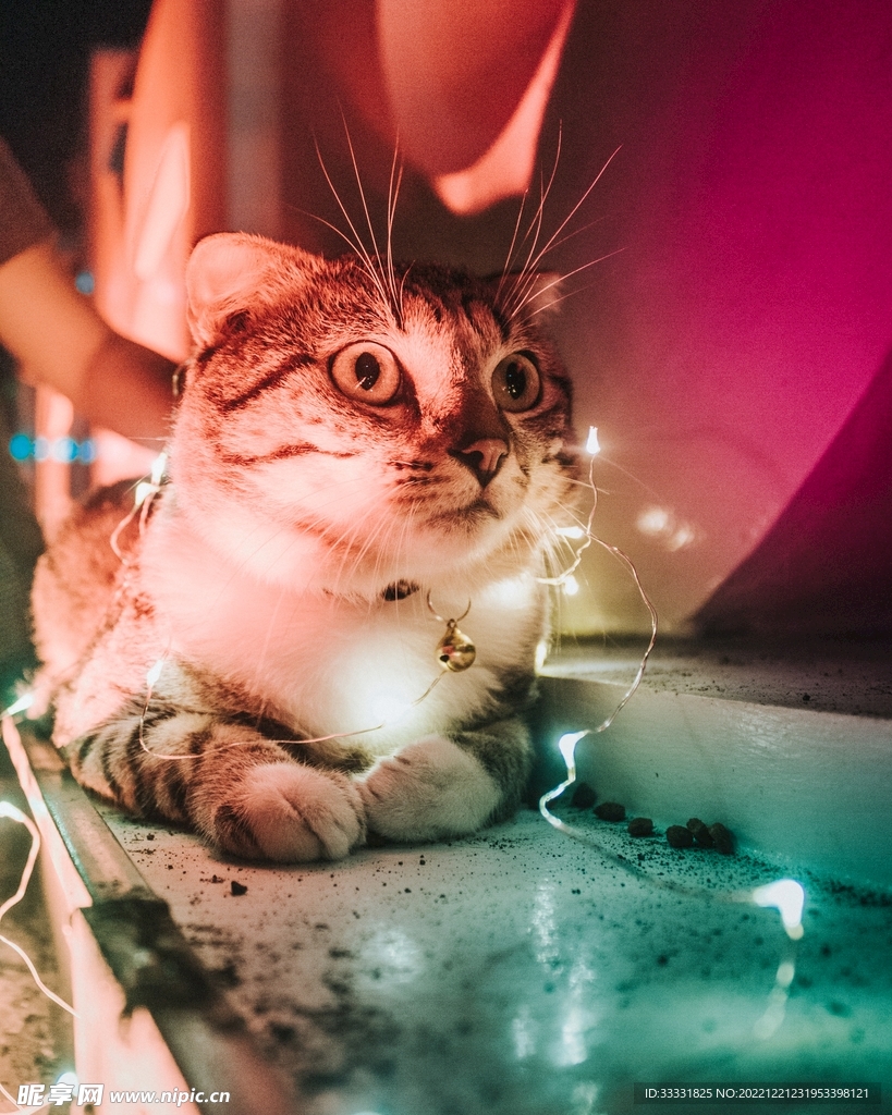 猫