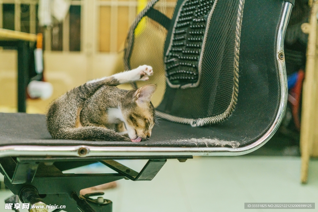 猫