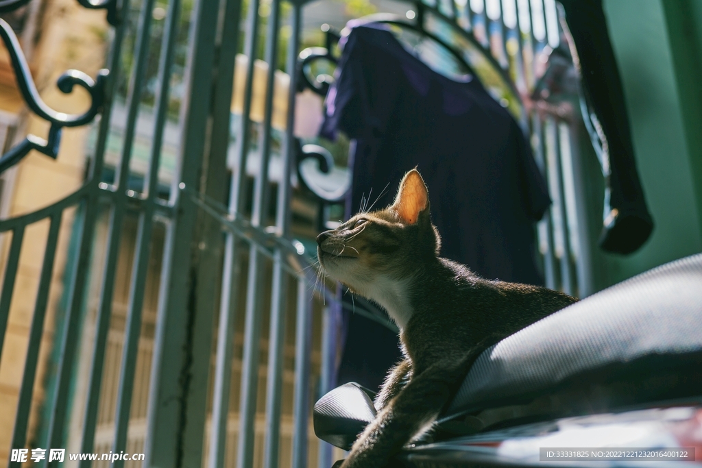 猫