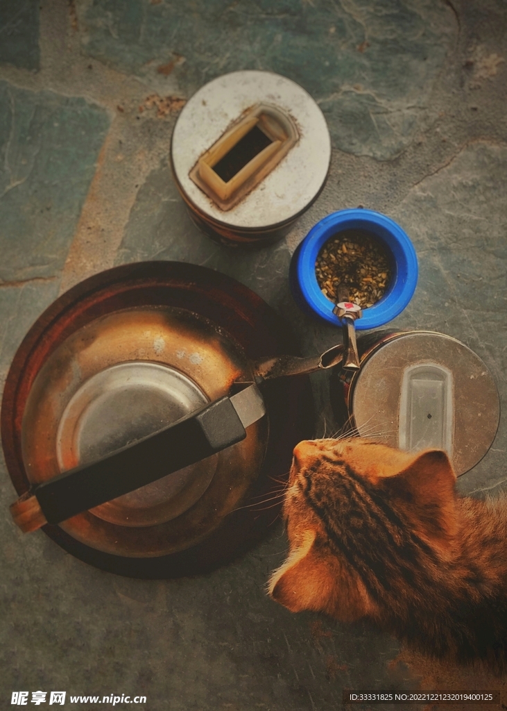 猫
