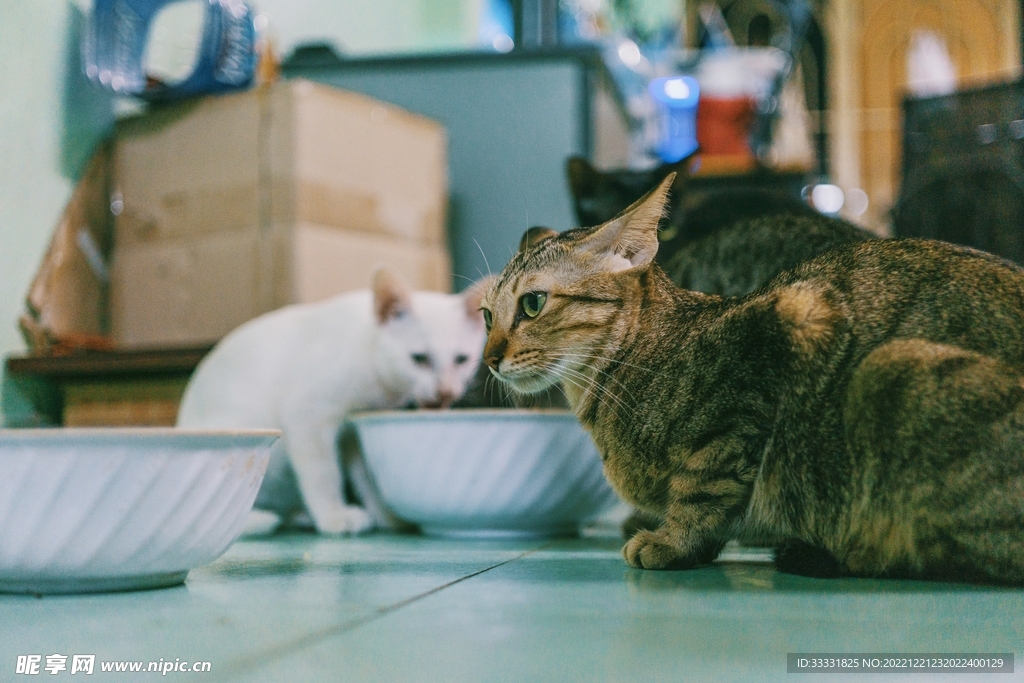 猫