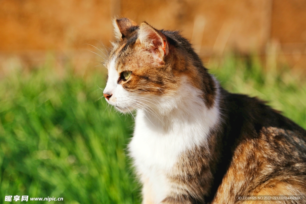 猫
