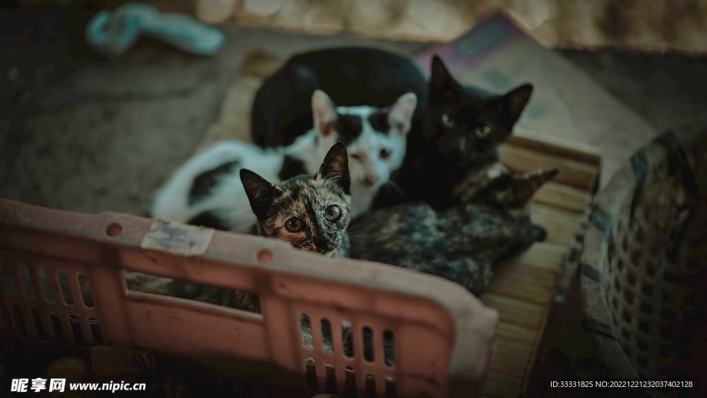 猫