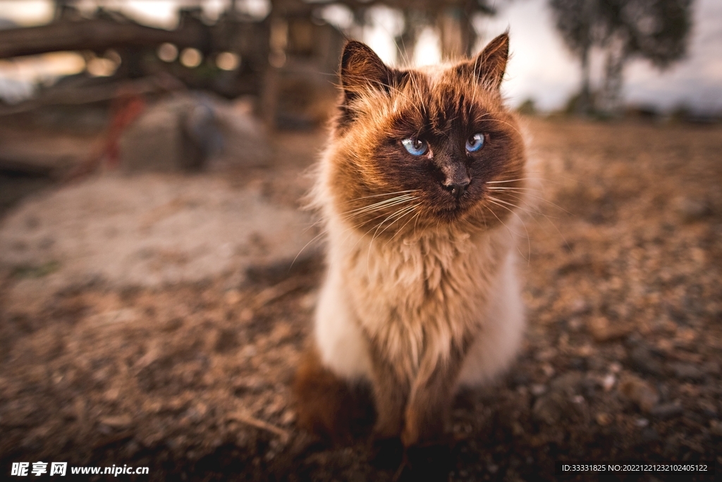 猫