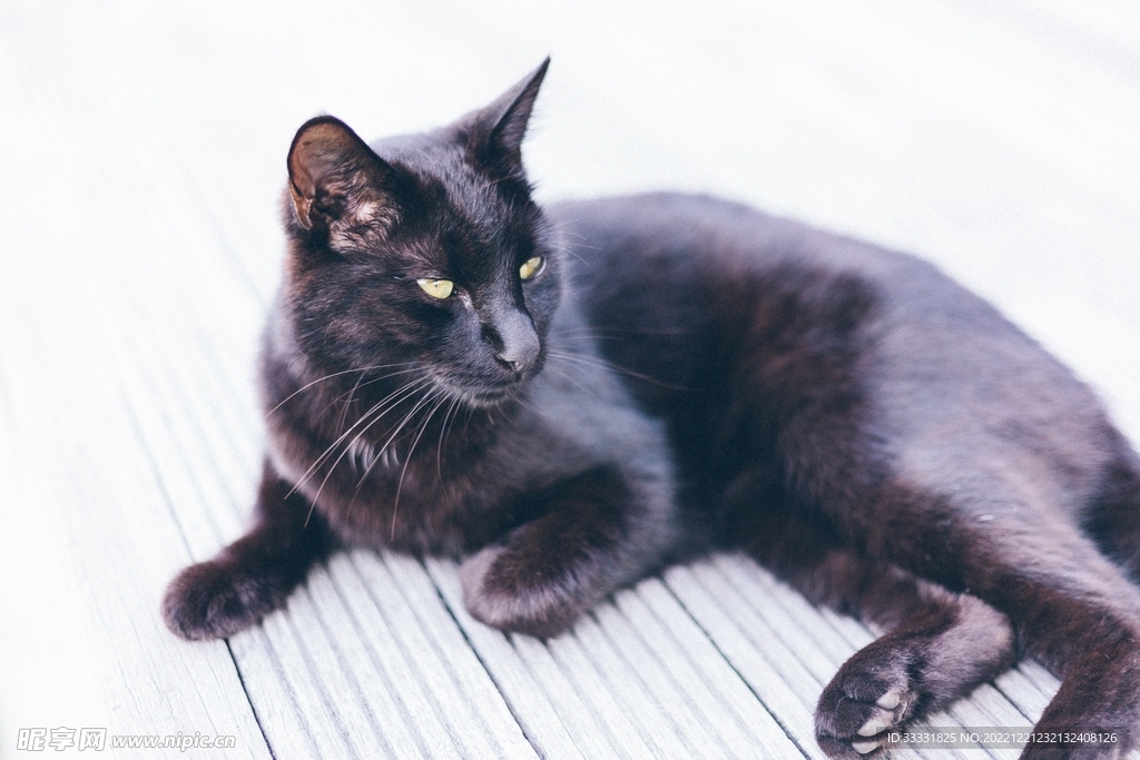 猫