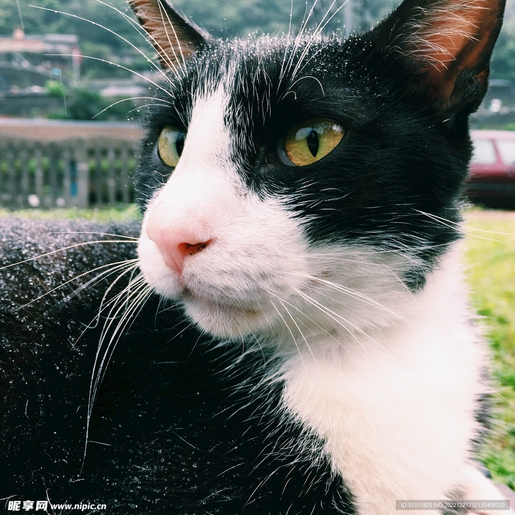 猫