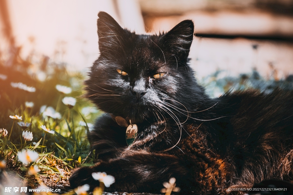 猫