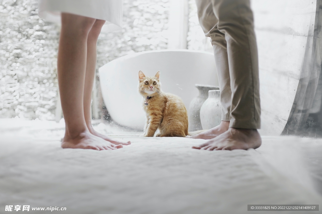 猫