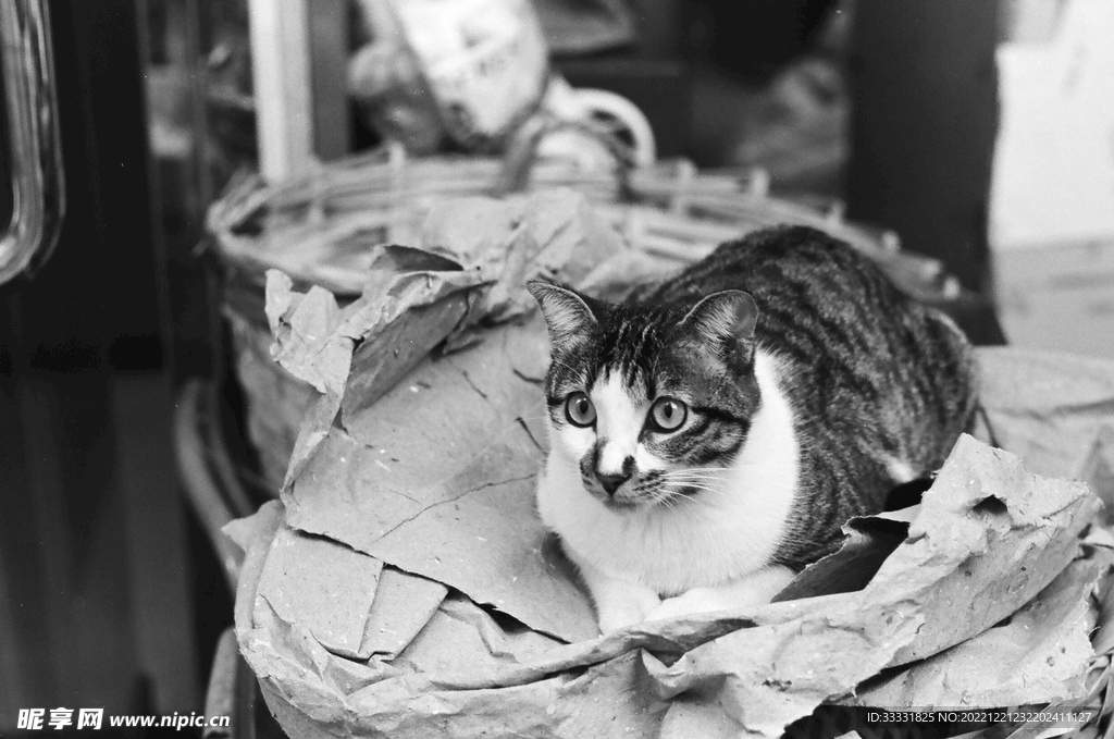 猫