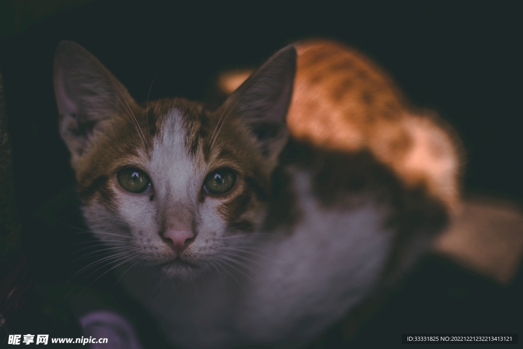 猫