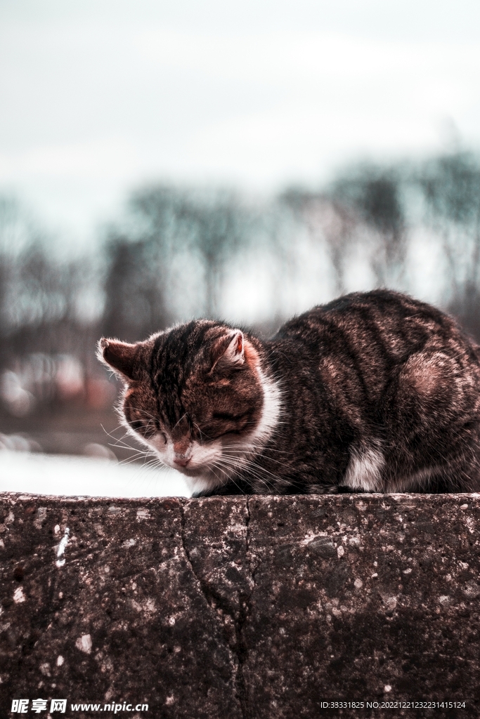 猫