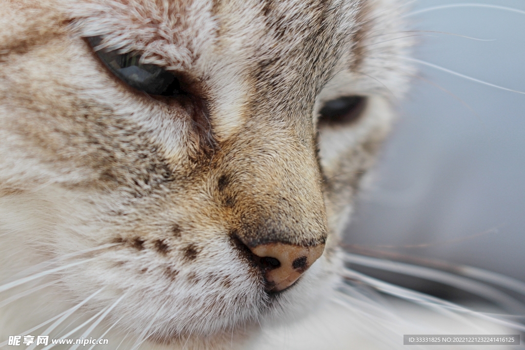 猫