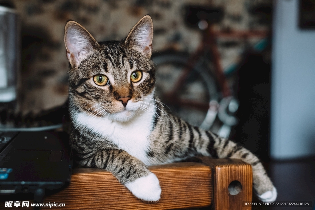 猫