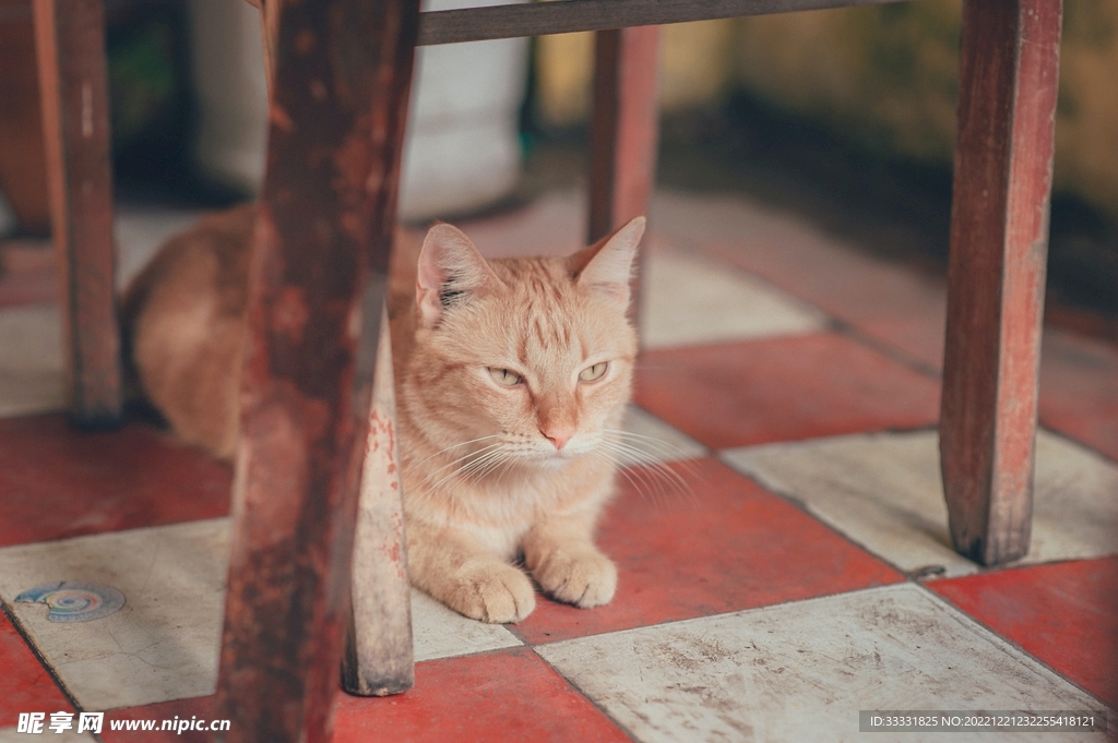 猫