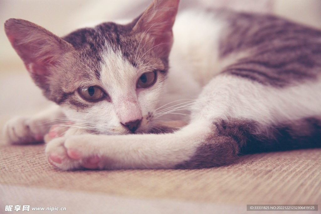 猫