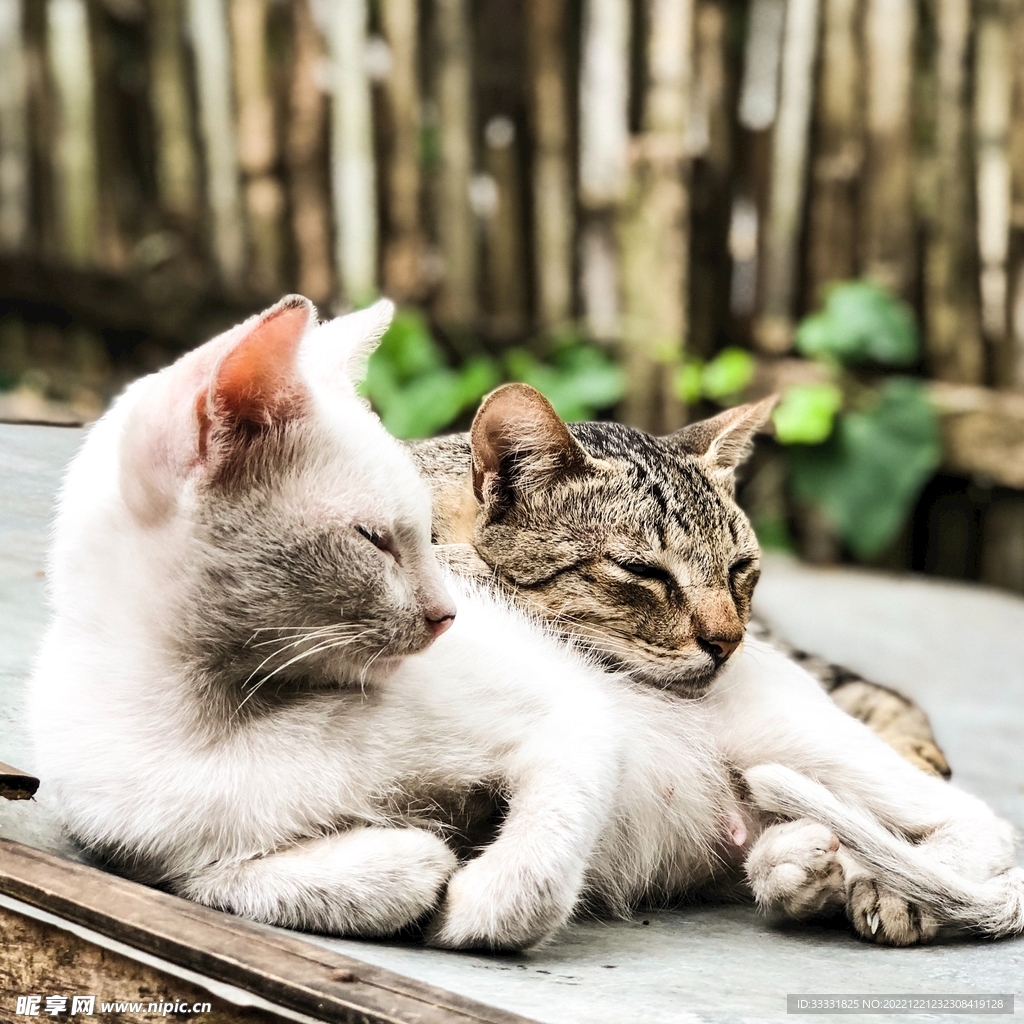 猫