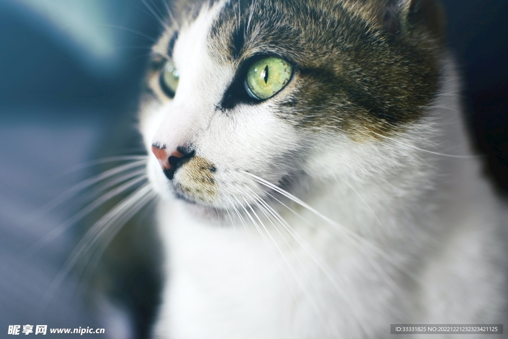 猫