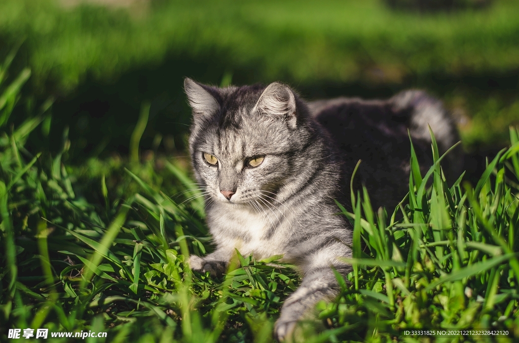 猫