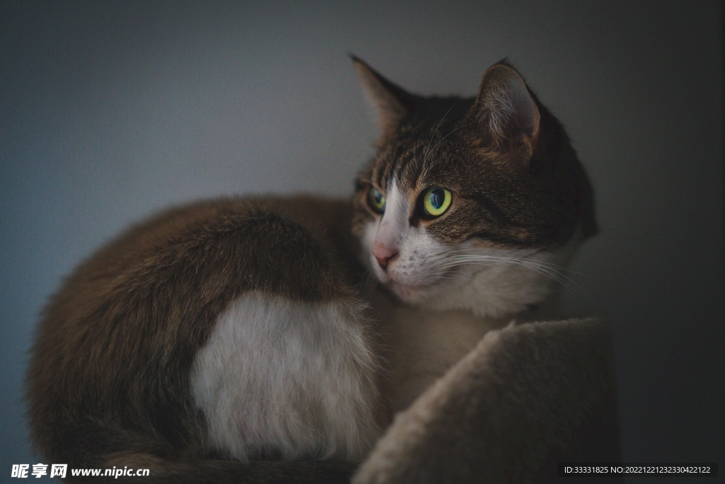 猫