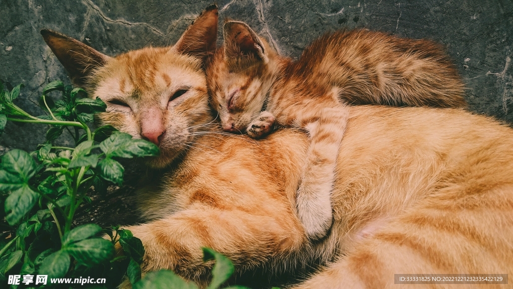 猫