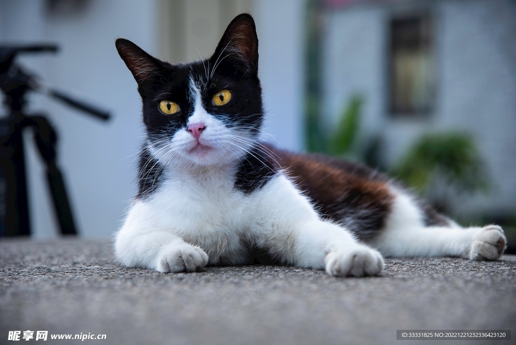 猫