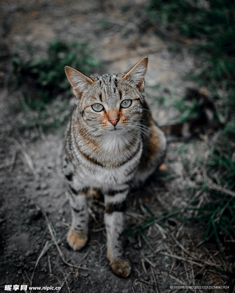 猫