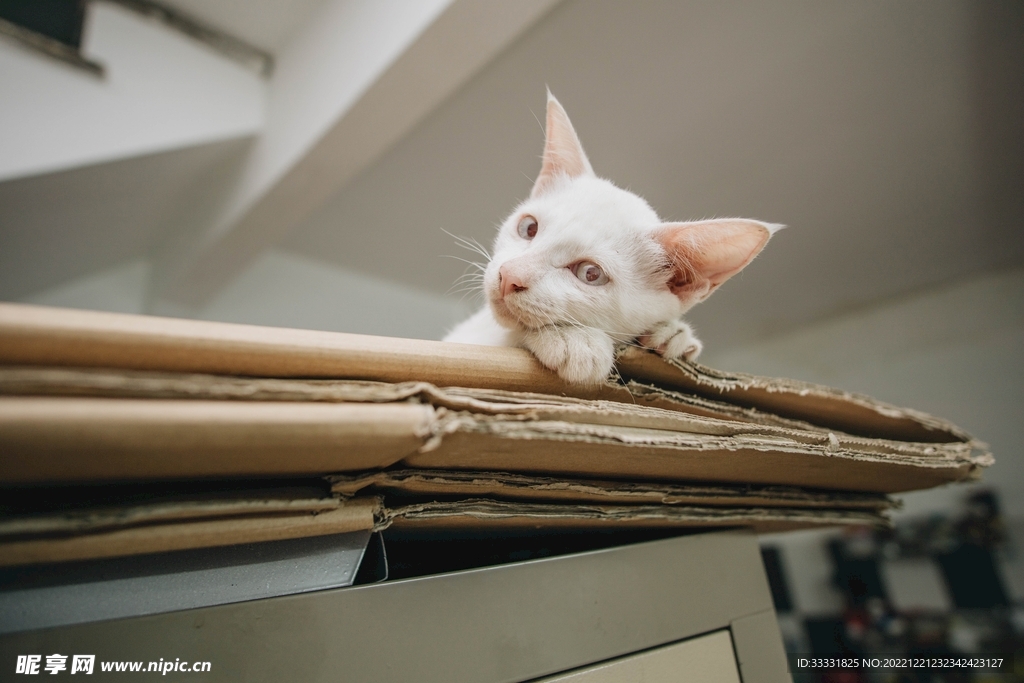 猫