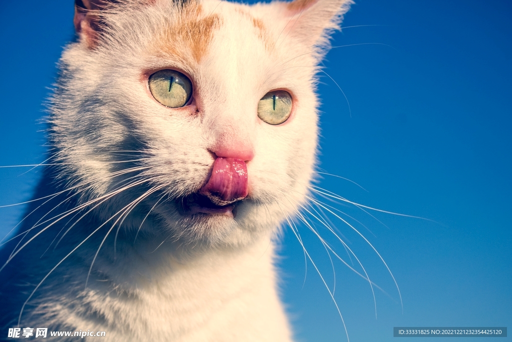 猫