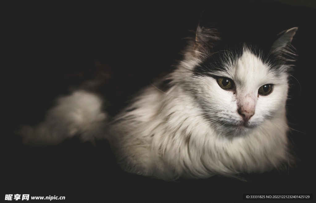 猫
