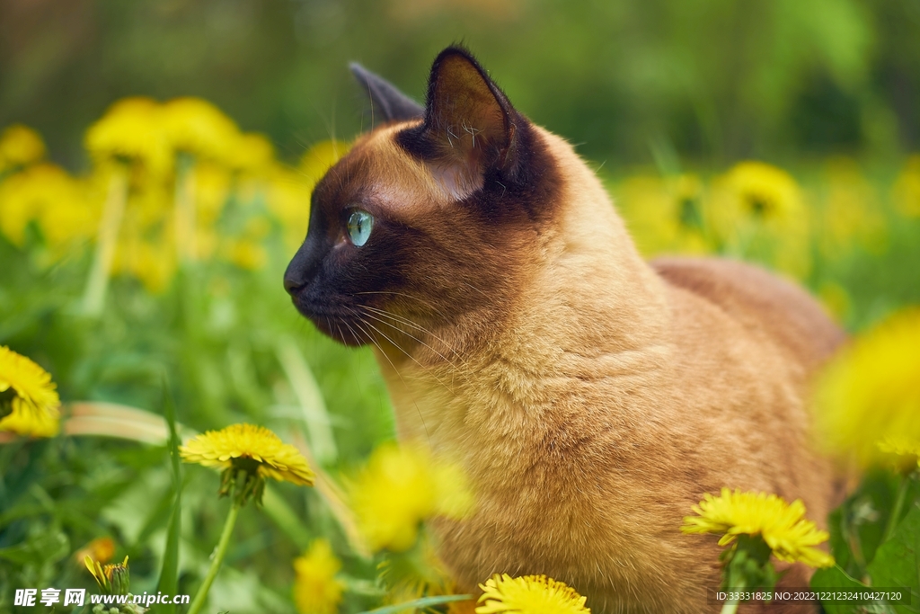 猫