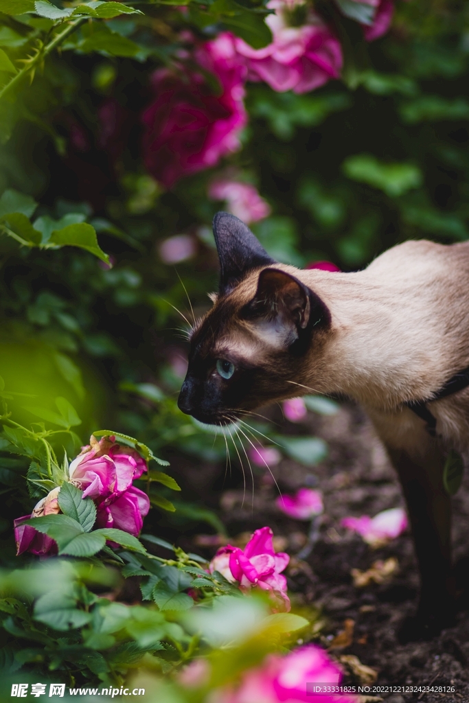 猫