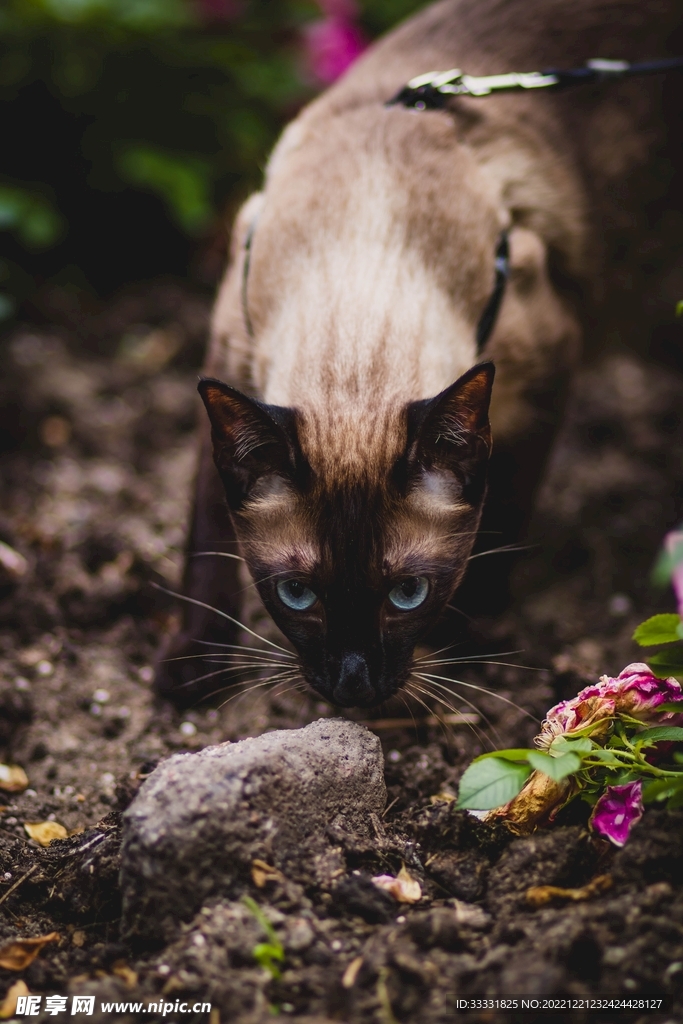 猫