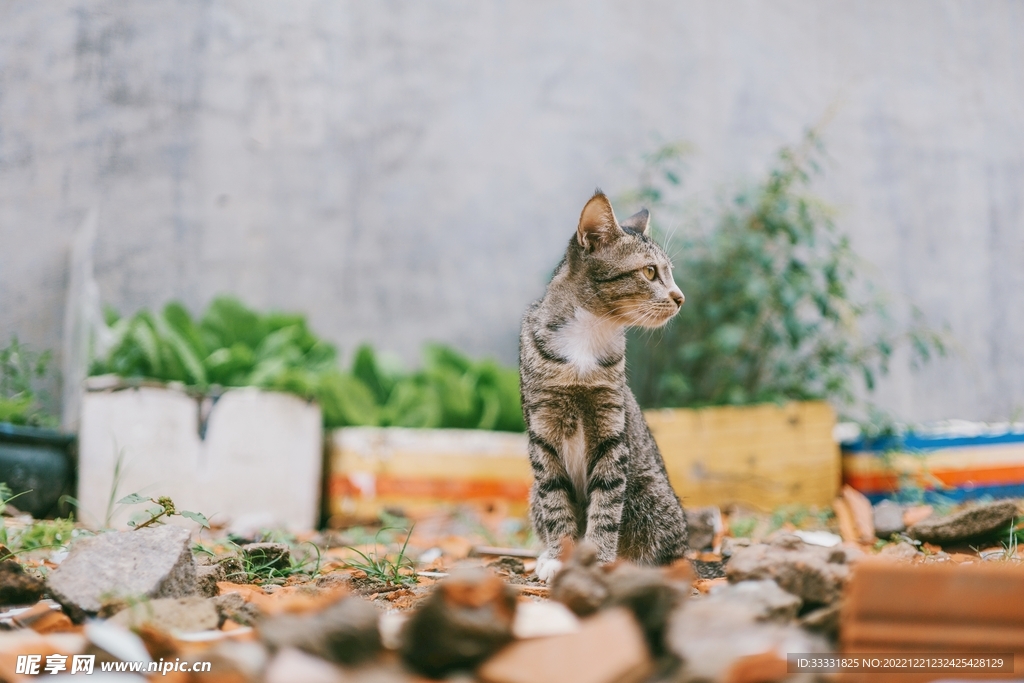 猫