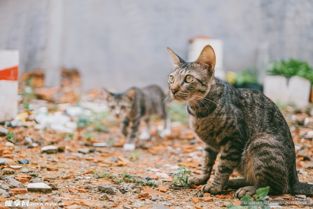 猫